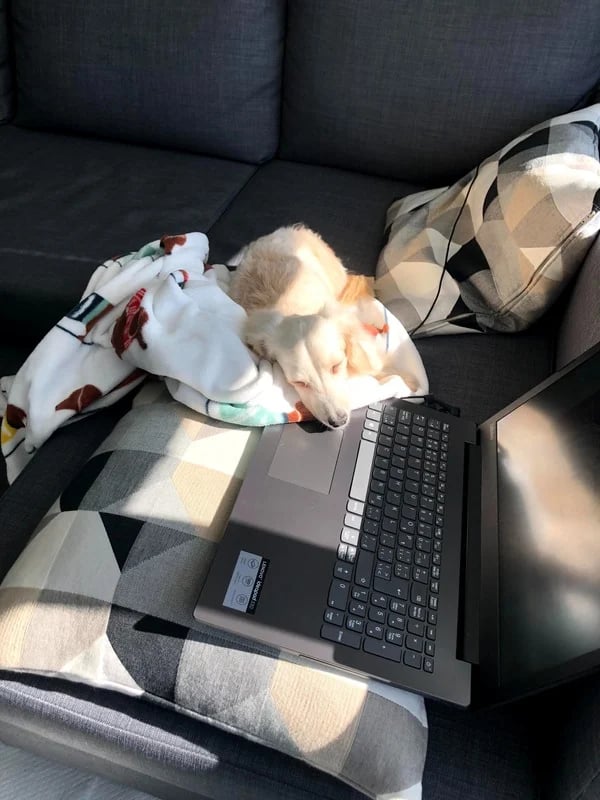 Jess' dog Egg sleeping with her head resting on Jess' laptop.